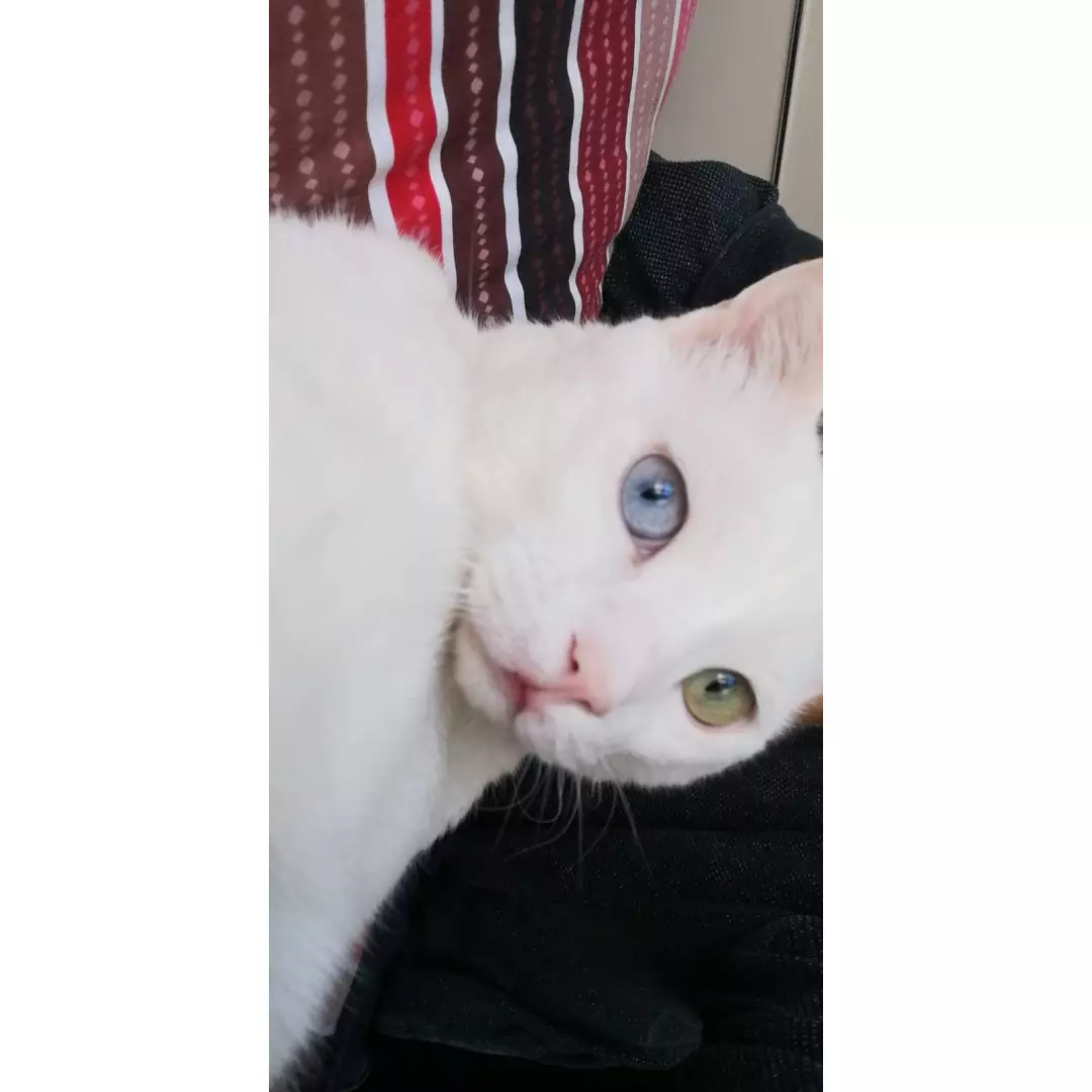 Kedim Hewal’e Destek