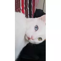 Kedim Hewal’e Destek