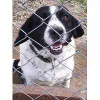 Özlem'in Barınağı