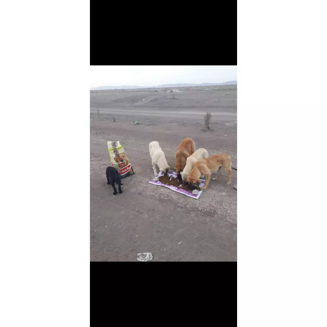 Konya sokak canları