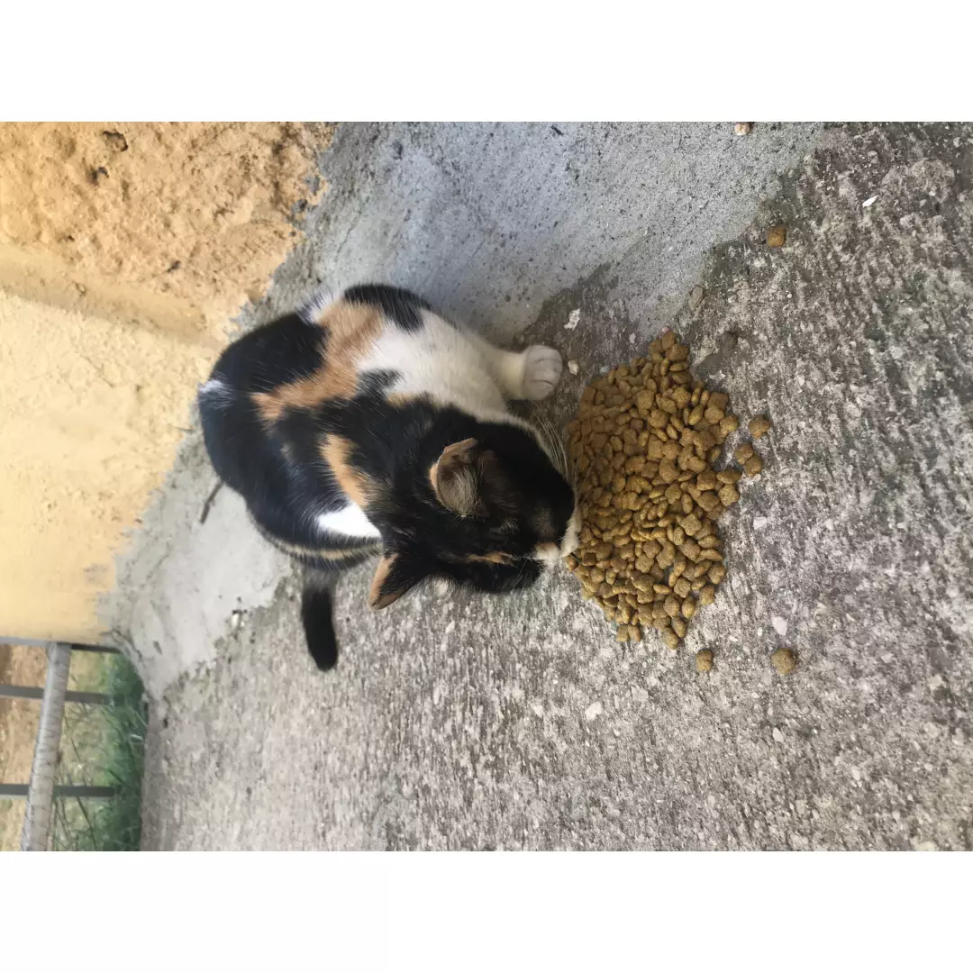 Minnoş Dostlarımız