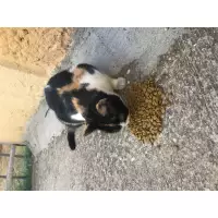 Minnoş Dostlarımız