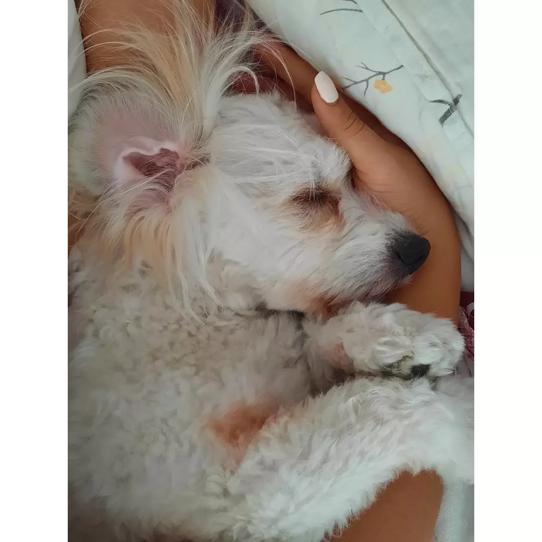 Sokakpatileri Gözde