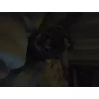 Özlem’in Dostları