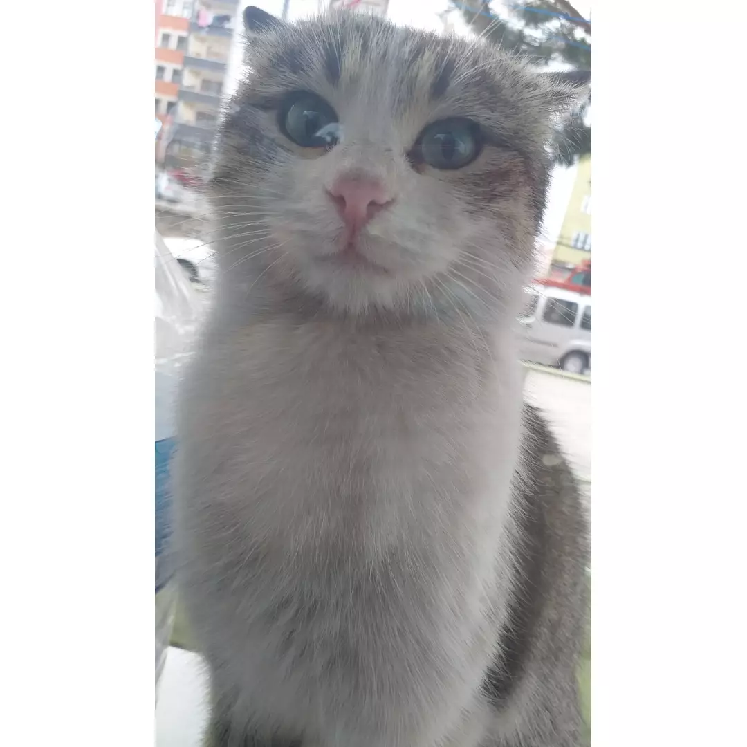 Zümrütün kumbarası