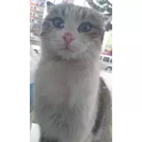 Zümrütün kumbarası