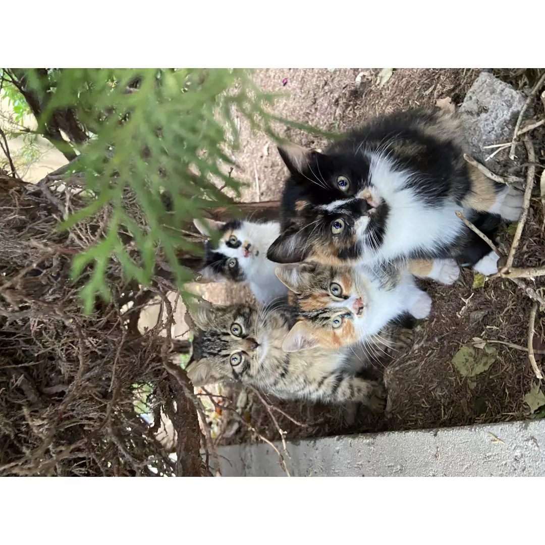 Sokaktaki Çocuklarım