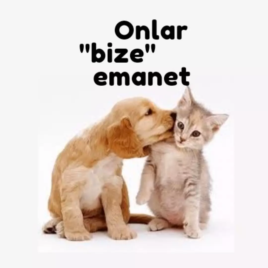 ADÜ HAYVAN DOSTALARI