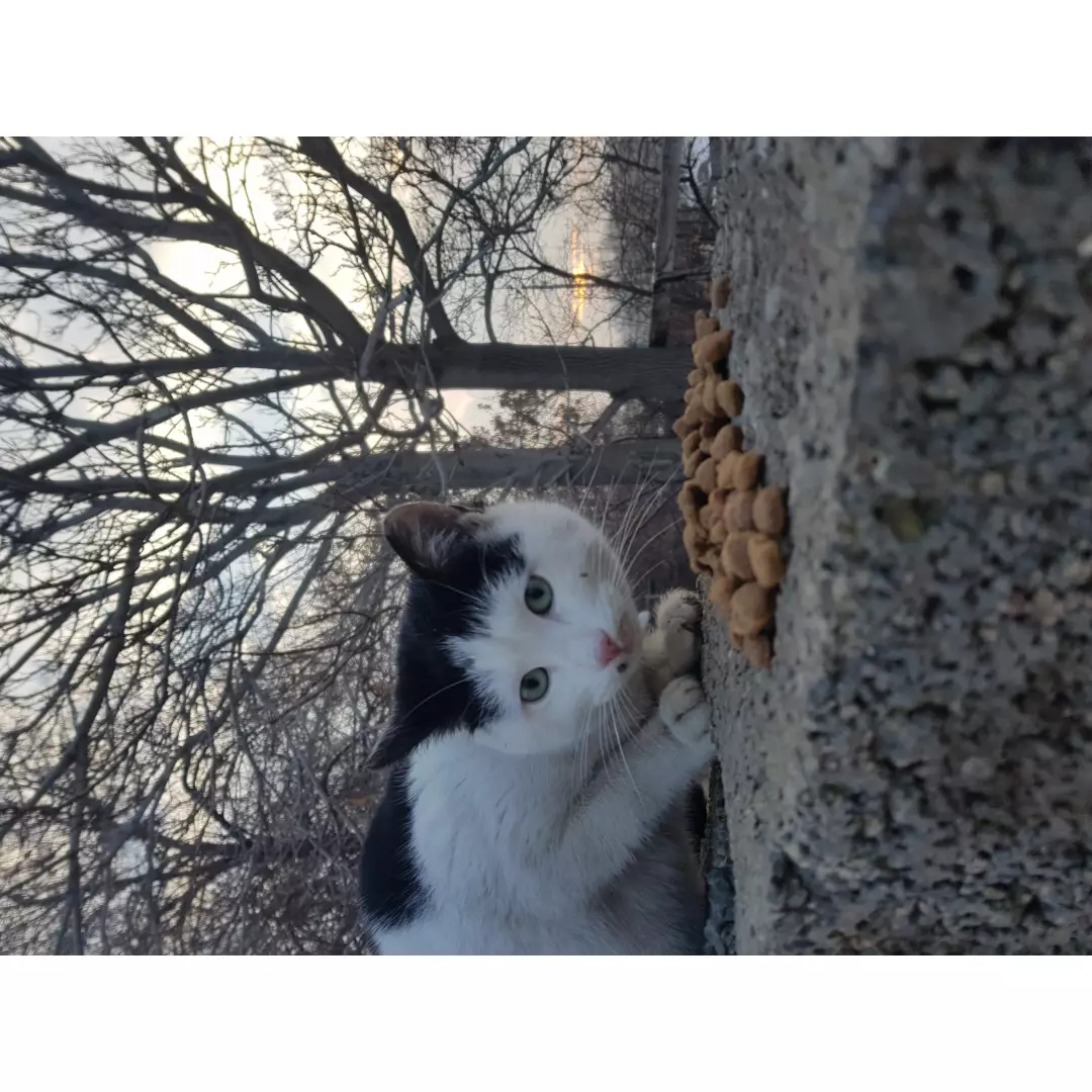 Tarçının_patileri