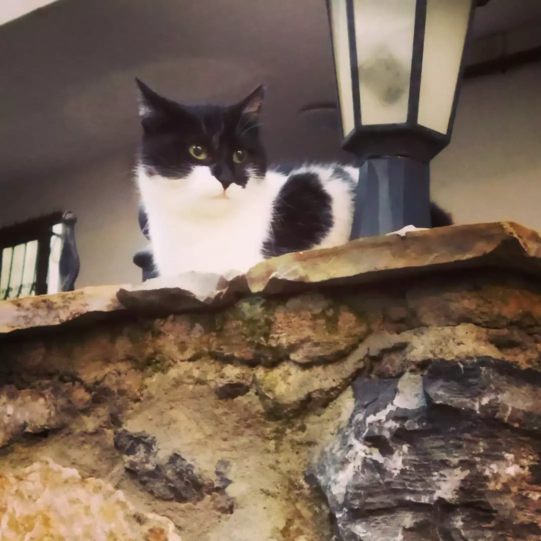 1 Mama Mutlu Patiler