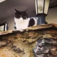 1 Mama Mutlu Patiler