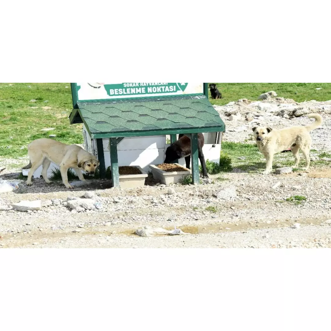 Meram Sokak Hayvanları