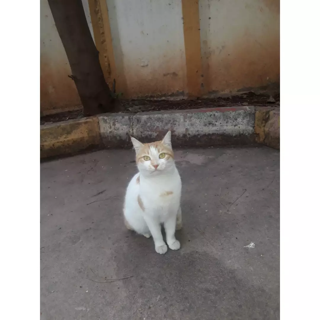 Seda’nın patileri