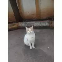 Seda’nın patileri