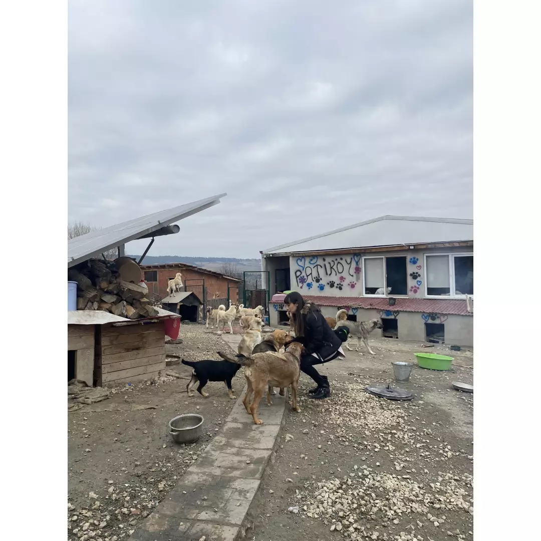 Merve’nin patileri