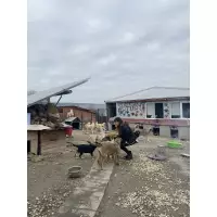 Merve’nin patileri