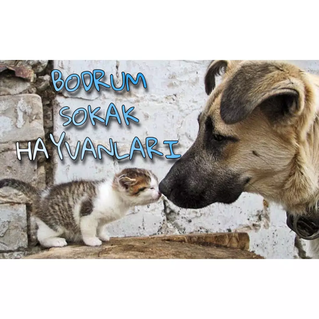 Sokakta Hayat Var 48