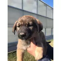 Sıcak Kalpler Yiğit