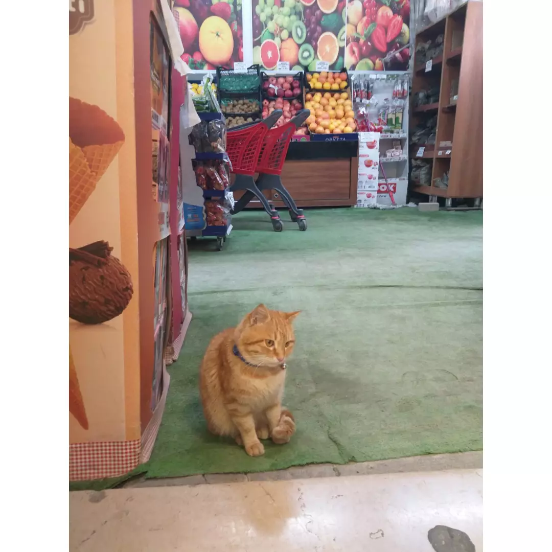 Mutlu Pati Kumbarası