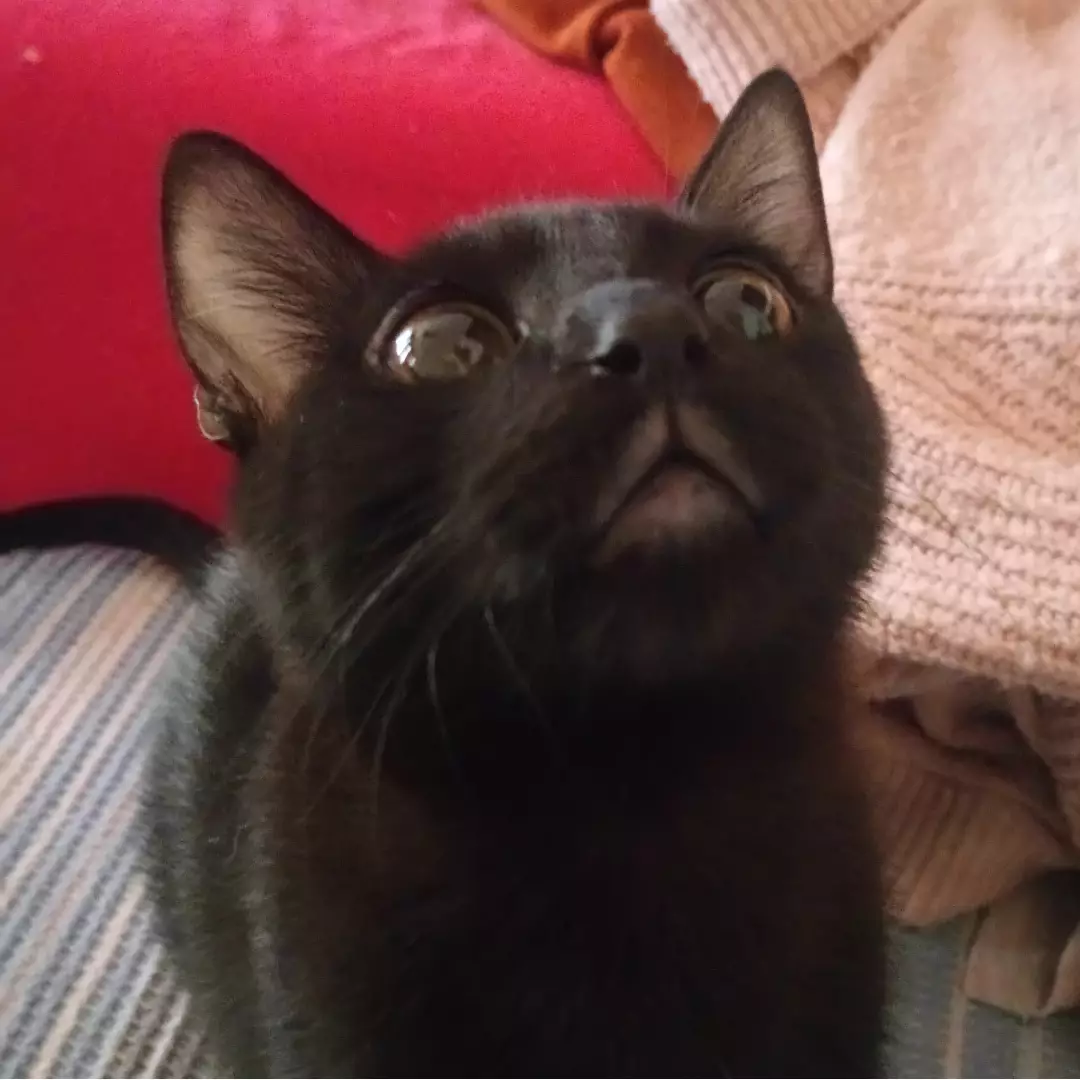 Büşranın Kedileri