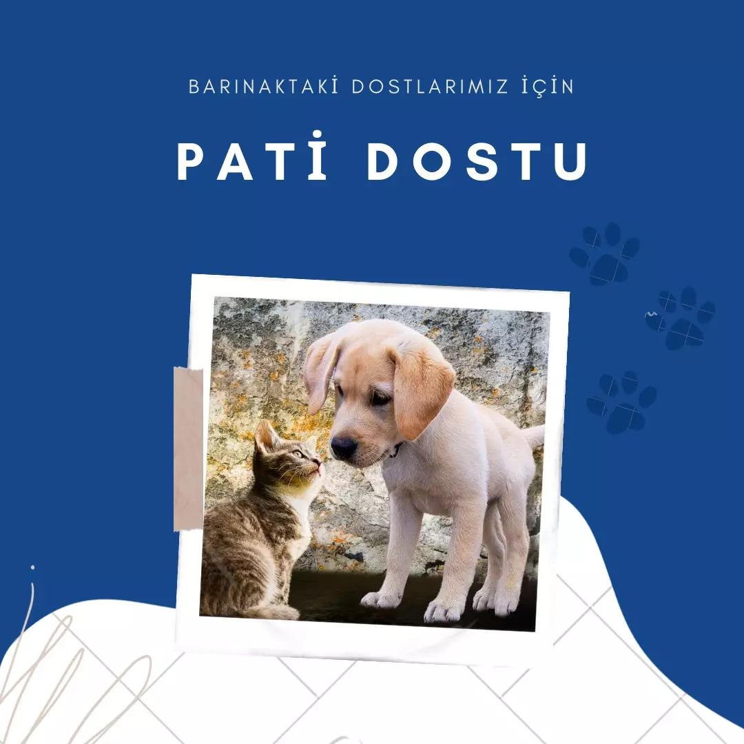 PATİ DOSTU 34