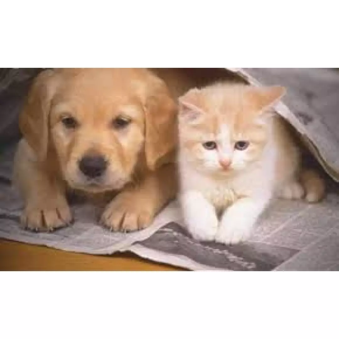 Sancaktepe Melekleri