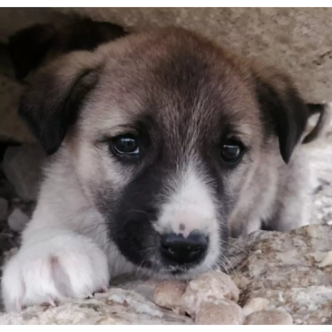 Ankara canpaticanlar