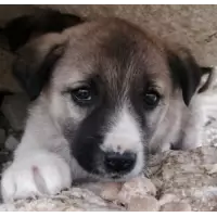 Ankara canpaticanlar