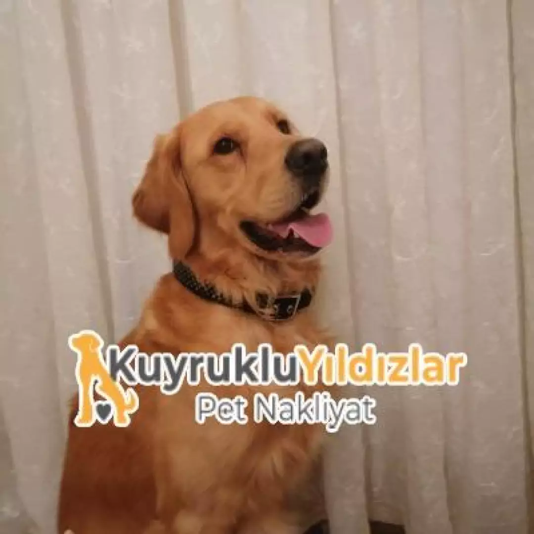 Kuyruklu Yıldızlar