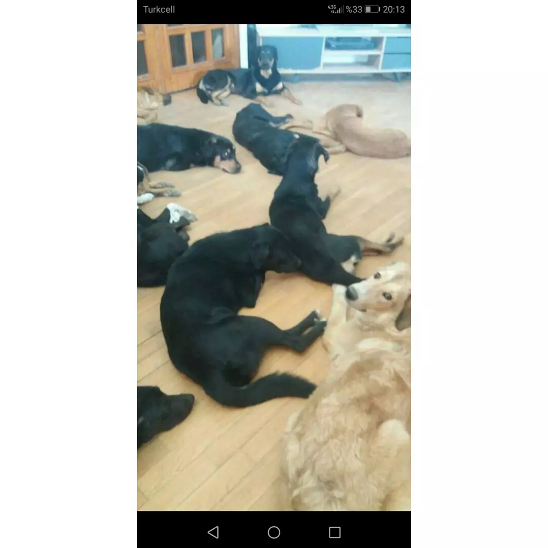 Burçinin paticanları