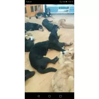 Burçinin paticanları