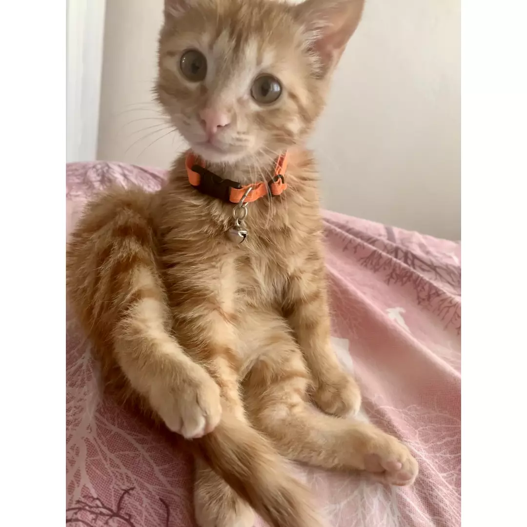 Portakalın Dostları