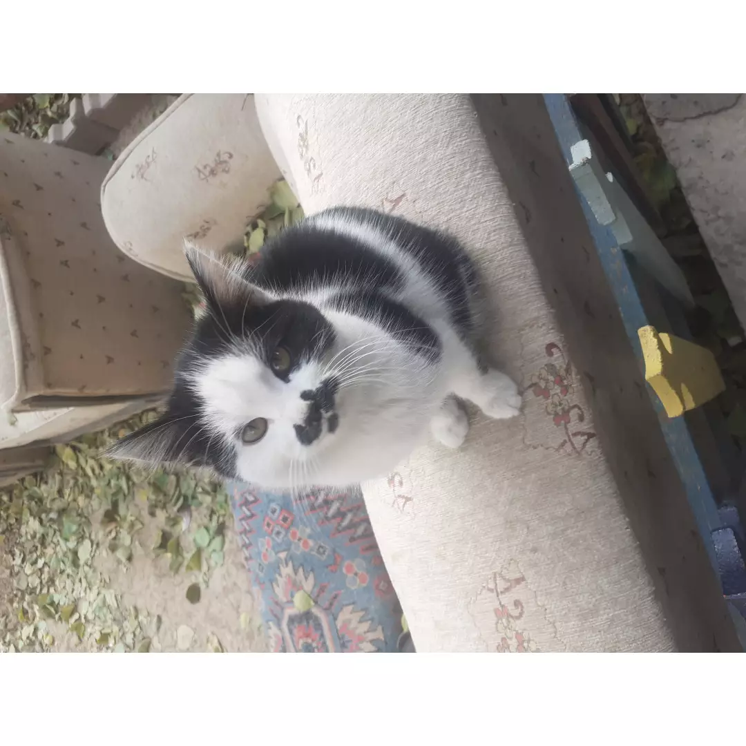 milanin_patidostlari