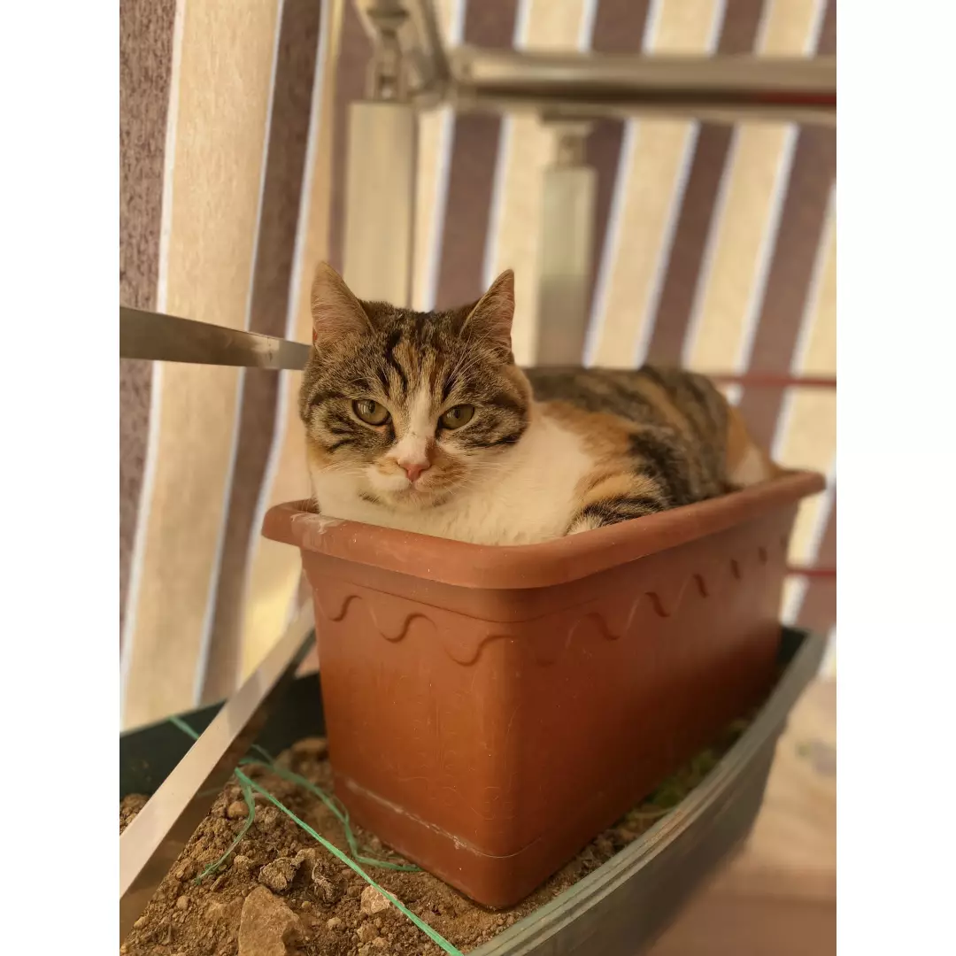 ❤️ PATİ ❤️ Isparta