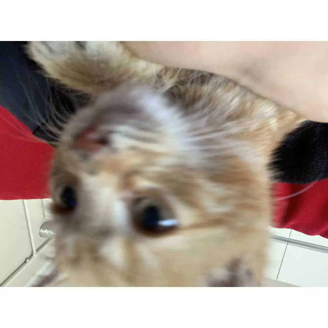 Sevimli Patiler Eskişehir