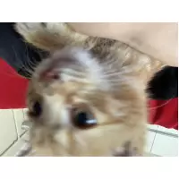 Sevimli Patiler Eskişehir