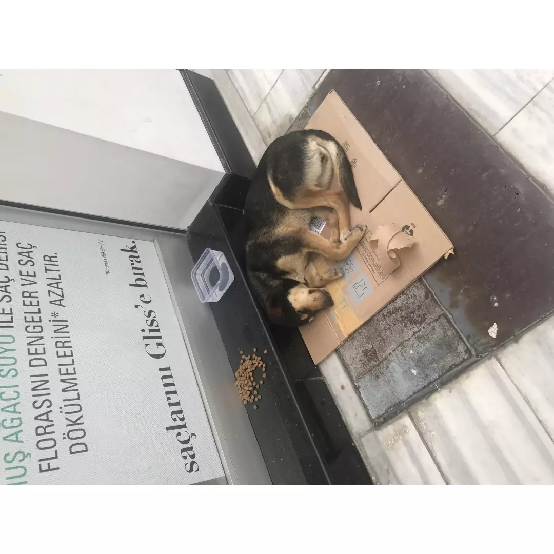 Sokak Canlarım Düzce