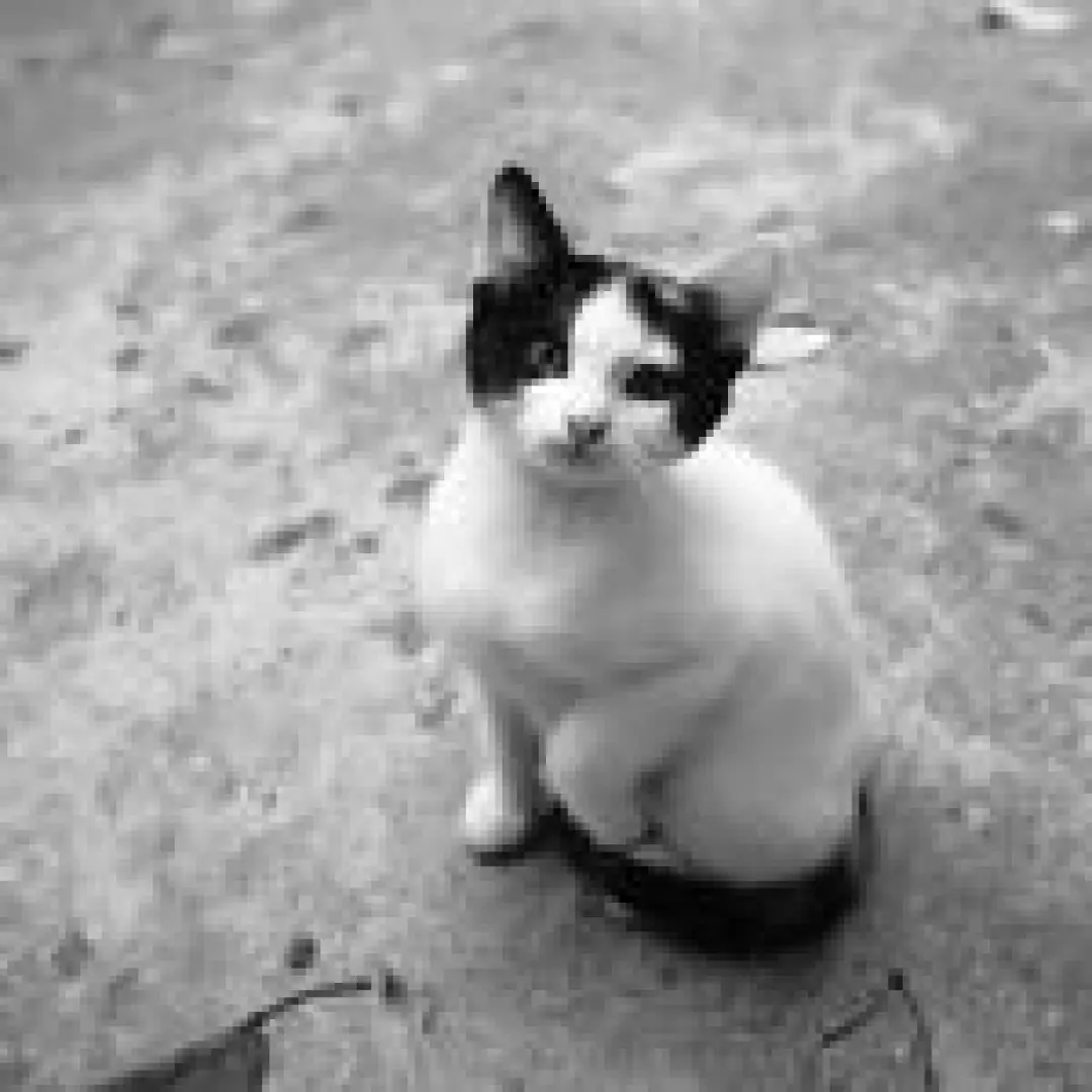 Çorlu Animal Lovers