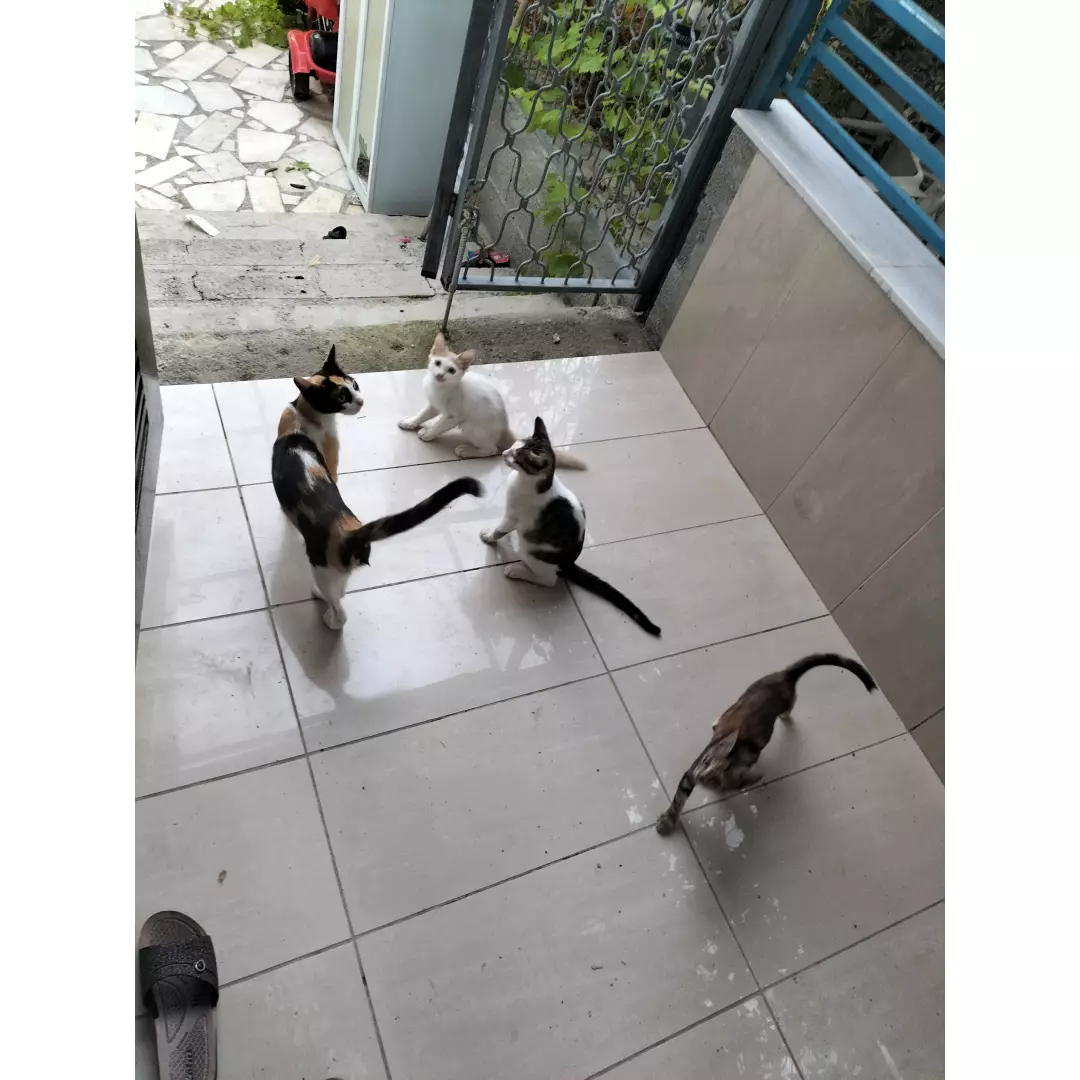 Tarçınin arkadaşlari