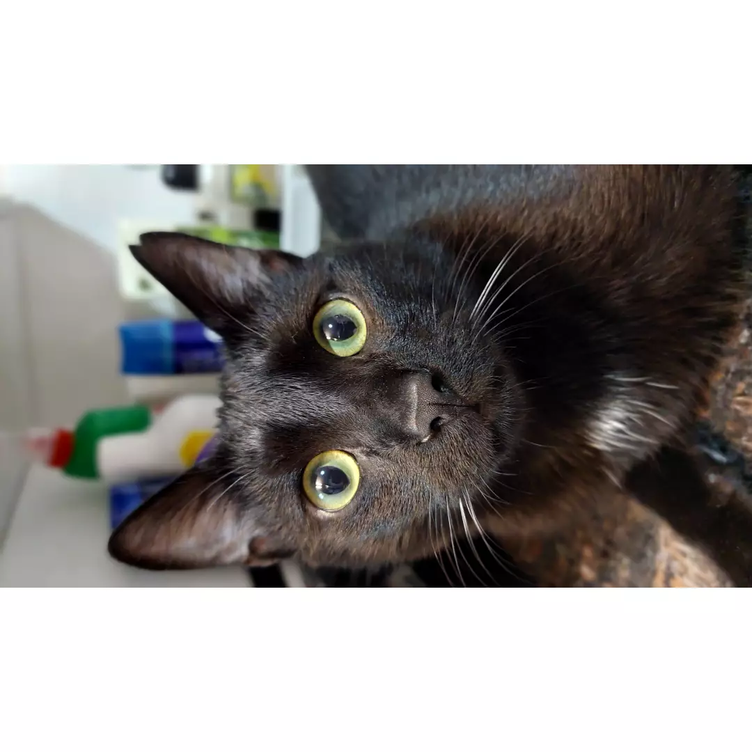 Sokaktaki Canlarım İzmir