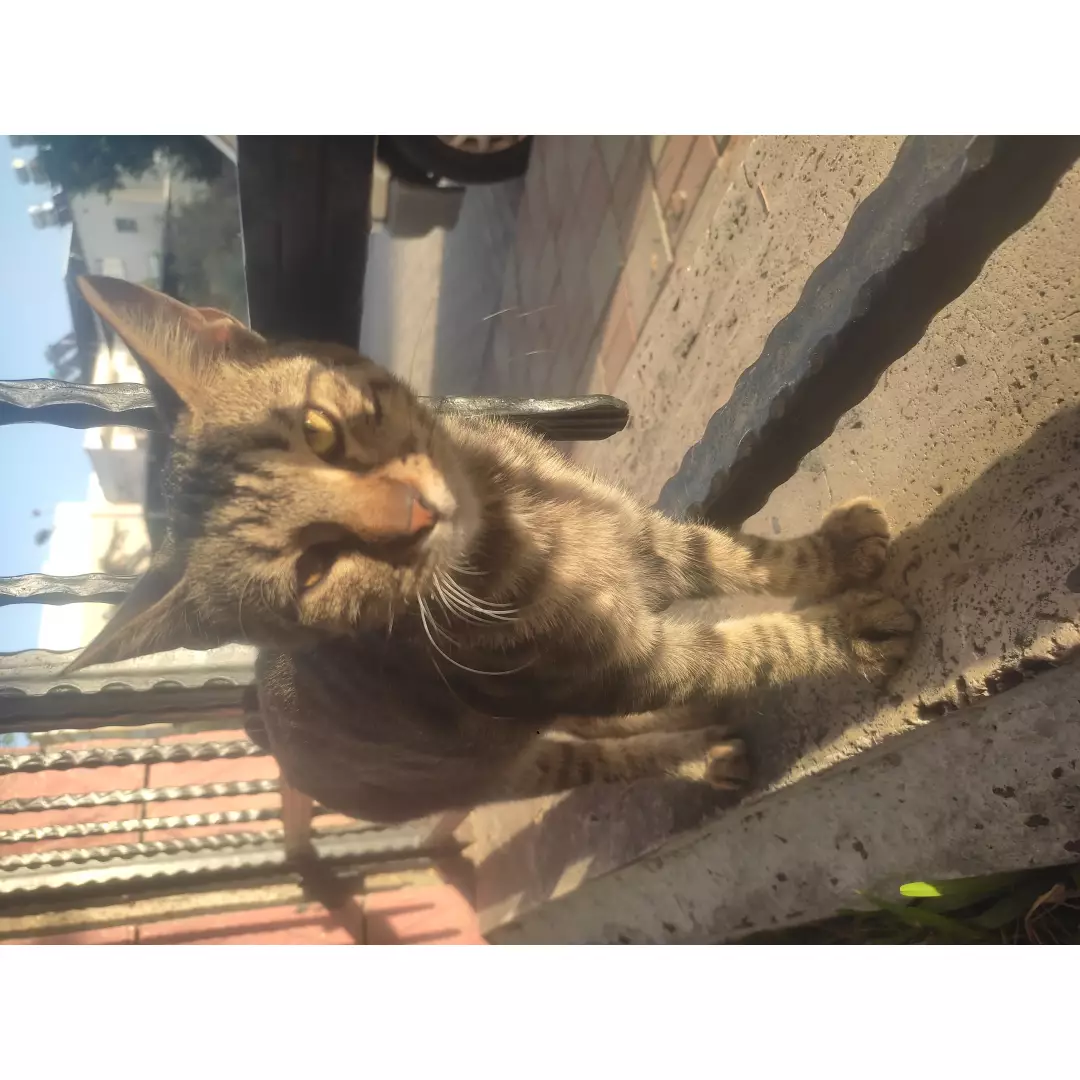 Aydın sokak patileri