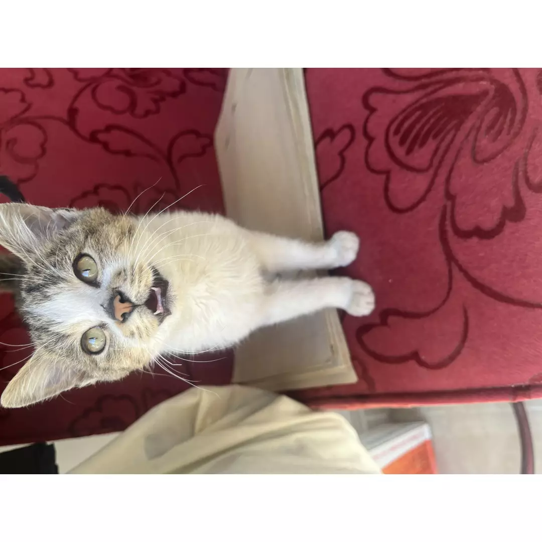 Sıcak Pati Dostları