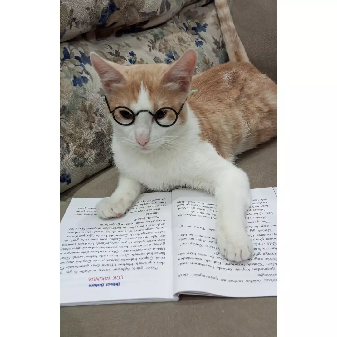 Özlemin ve patileri