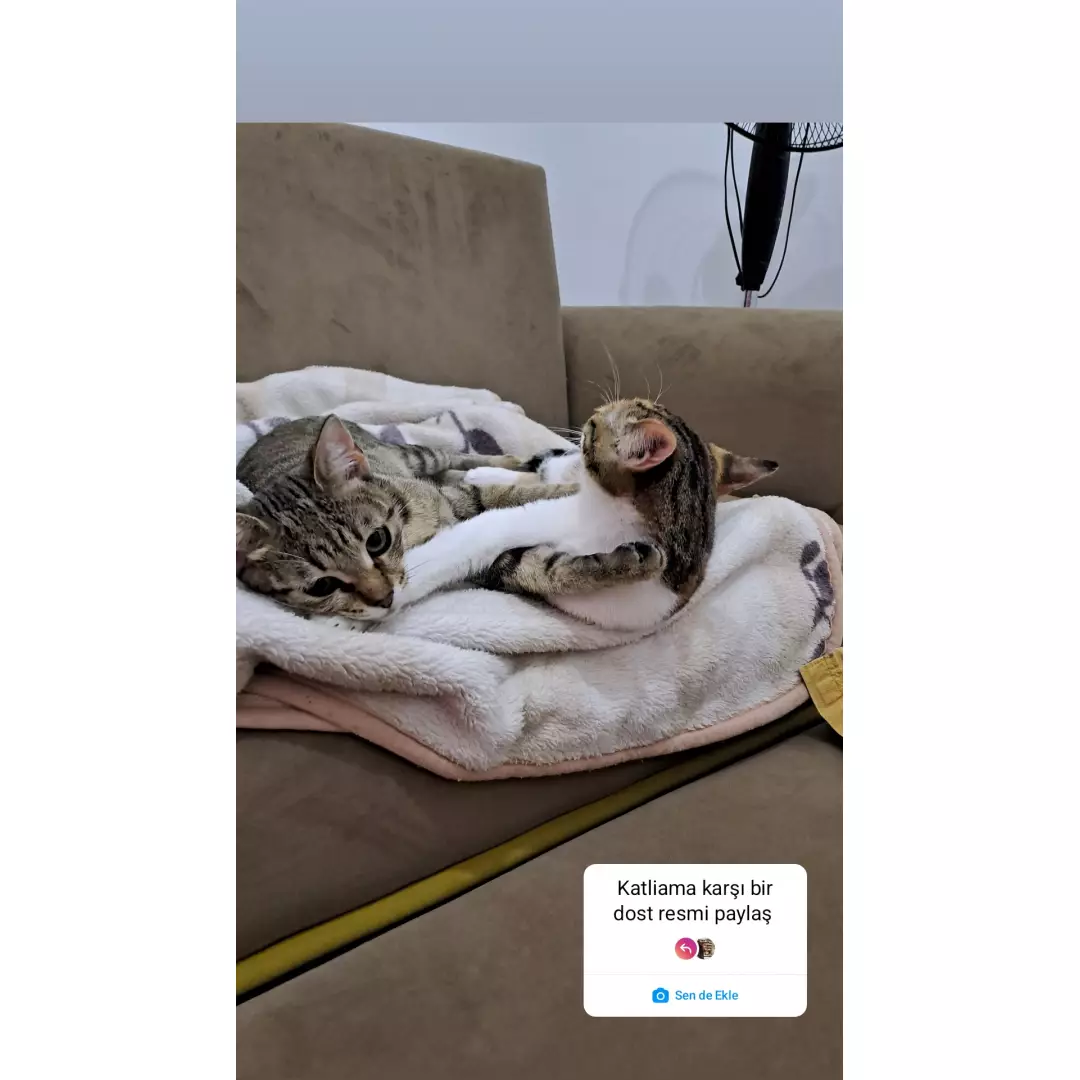 SokakhayvanlarıAşkı