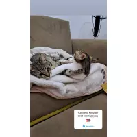 SokakhayvanlarıAşkı