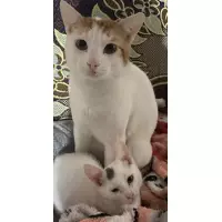 Sokak kedileri için