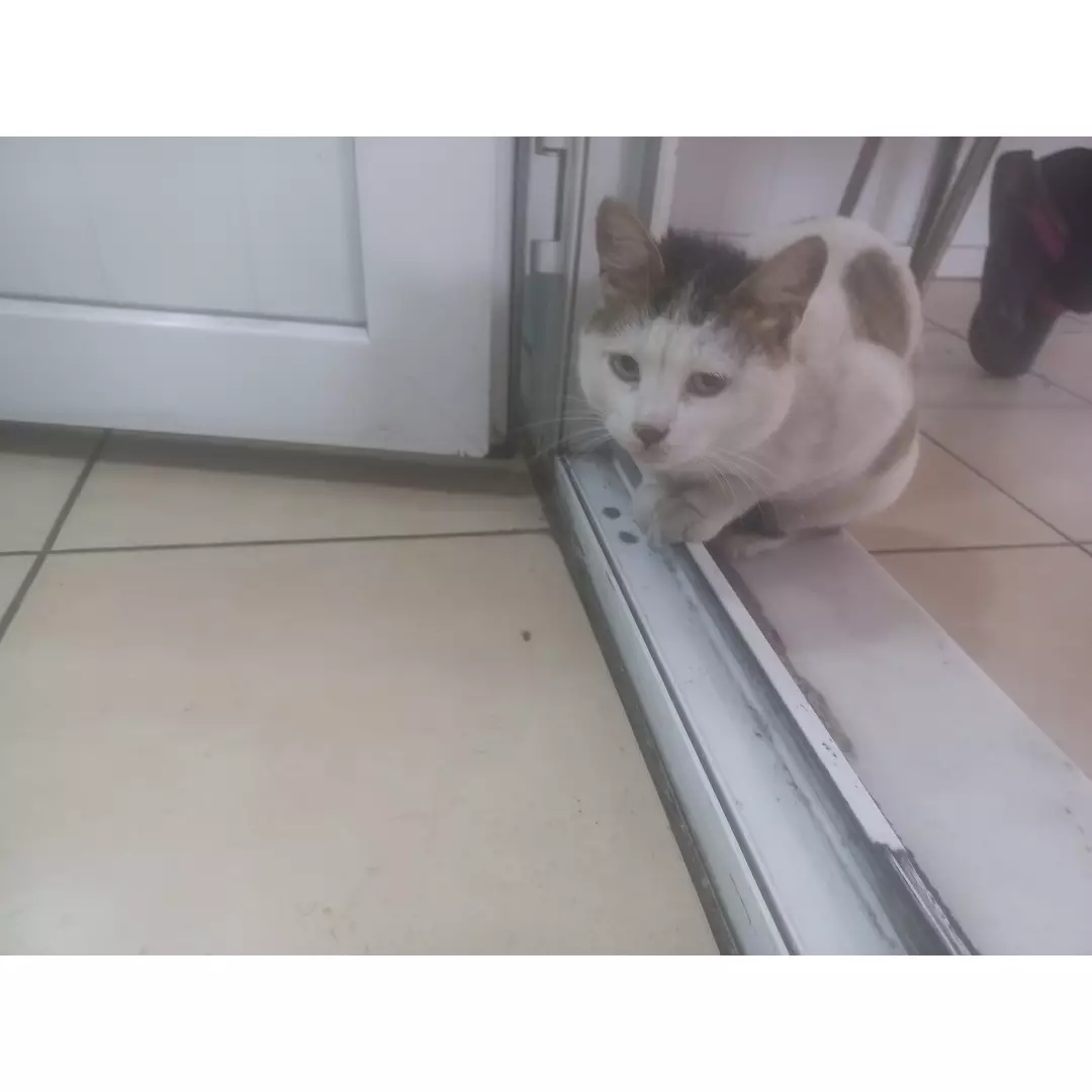 Patilidostlaradestek