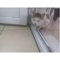 Patilidostlaradestek