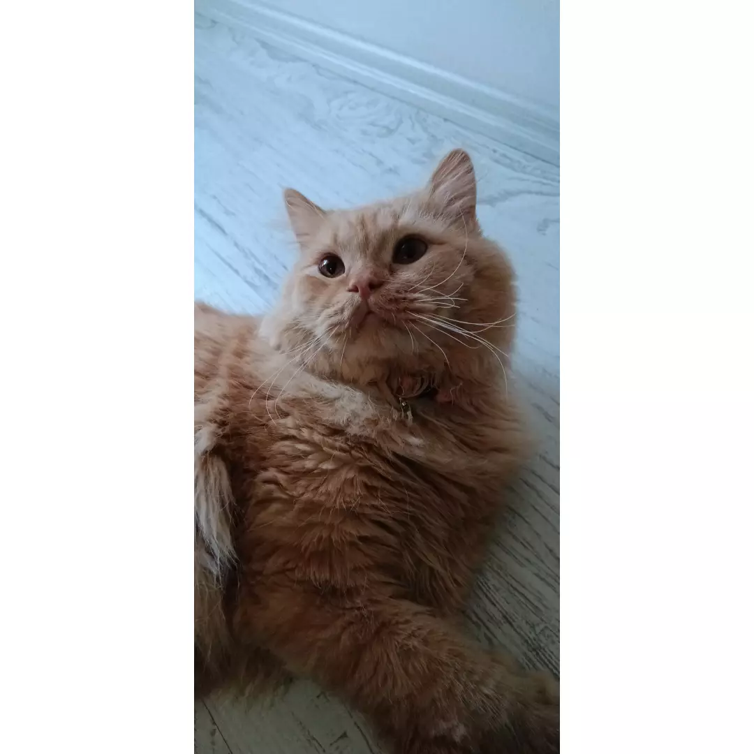 Pati Melekleri Isparta