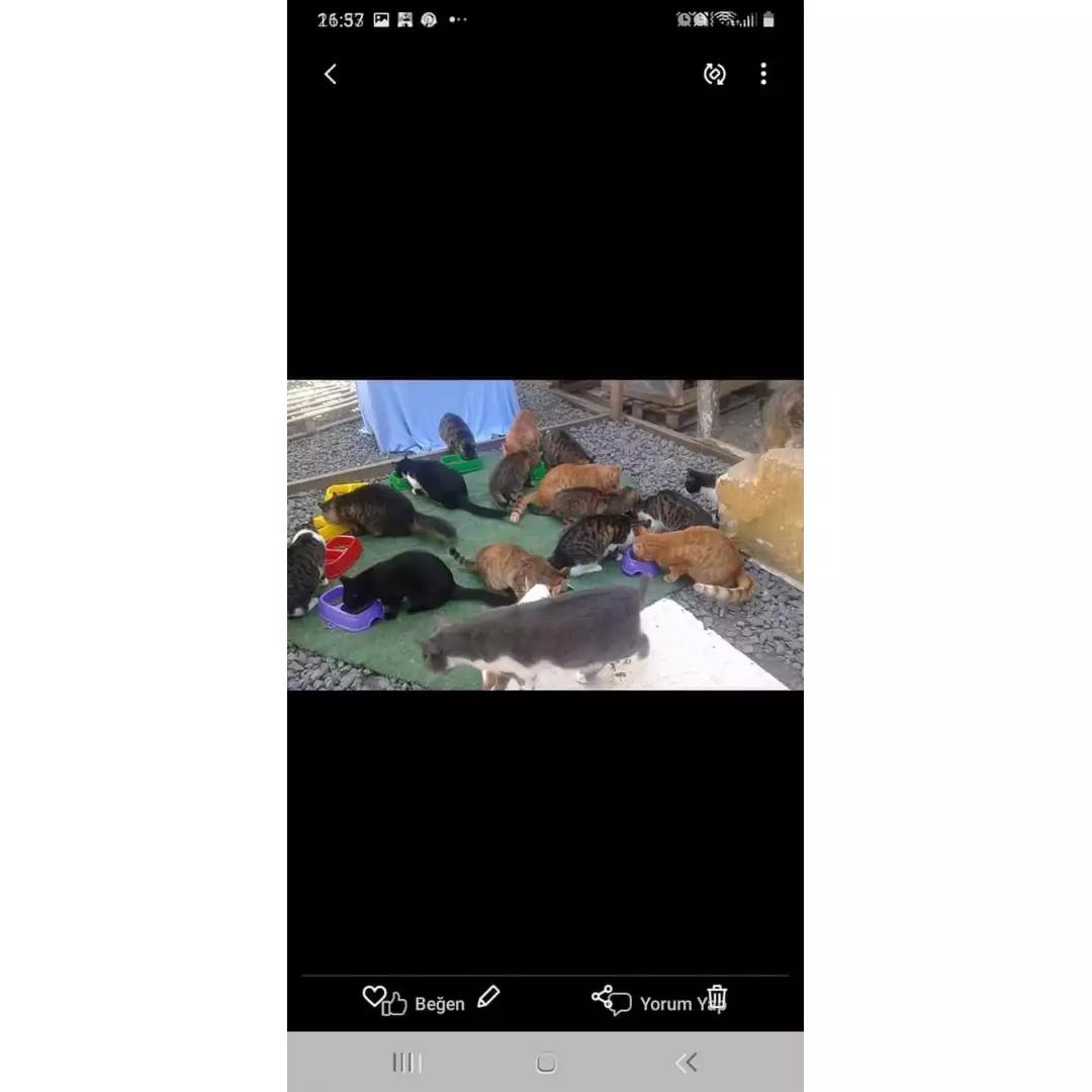 EmelTeyzeninKediKöyü